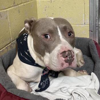 Rocky -  Pit Bull Terrier Dog for Adoption in Waldorf, Maryland - Rocky | PetCurious