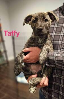 Border Collie Dogs Available for Adoption in Los Angeles, California - TAFFY | PetCurious