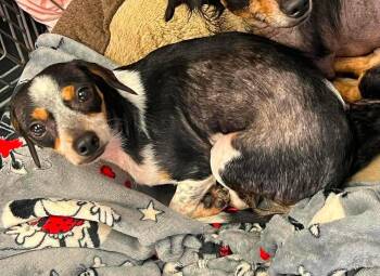 Phoebe -  Rat Terrier Dog for Adoption in Newport, Kentucky - Phoebe | PetCurious