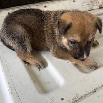 Shepherd Dogs Available for Adoption in Edinburg, Texas - JT | PetCurious