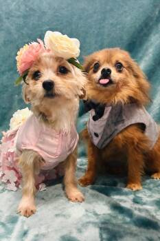 Pomeranian Dogs Available for Adoption - Theo | PetCurious