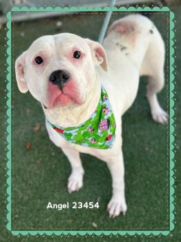 ANGEL -  American Bulldog Dog for Adoption in Marietta, Georgia - ANGEL | PetCurious