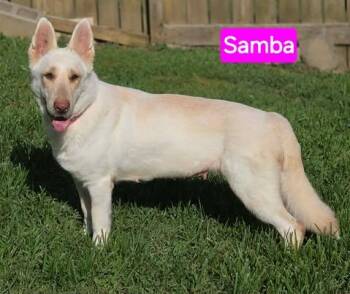 Samba -  German Shepherd Dog Dog for Adoption in Greeneville, Tennessee - Samba | PetCurious