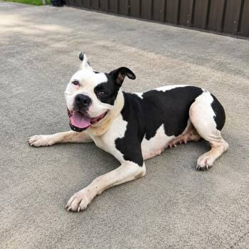 Toodles -  American Staffordshire Terrier Dog for Adoption in Houston, Texas - Toodles | PetCurious