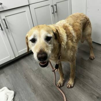 Max -  Yellow Labrador Retriever Dog for Adoption in Orange, Virginia - Max | PetCurious