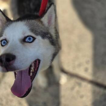 Husky Dogs Available for Adoption in Philadelphia, Pennsylvania - Conan | PetCurious