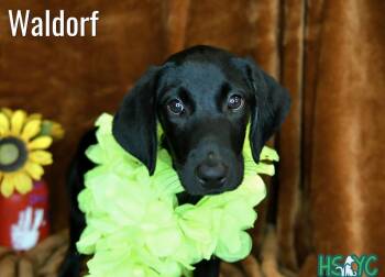 Waldorf -  Labrador Retriever Dog for Adoption in Fort Mill, South Carolina - Waldorf | PetCurious