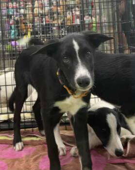 Rescue Border Collie Dogs for Adoption in Anza, California - Donatello | PetCurious