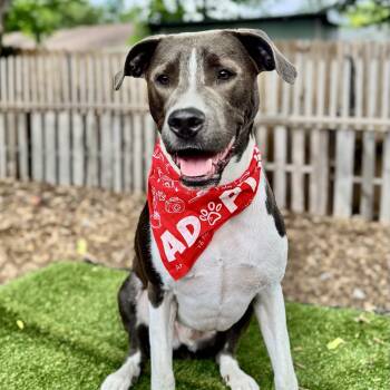 Diesel -  Pit Bull Terrier and German Shepherd Dog Dog for Adoption in Austin, Texas - Diesel | PetCurious