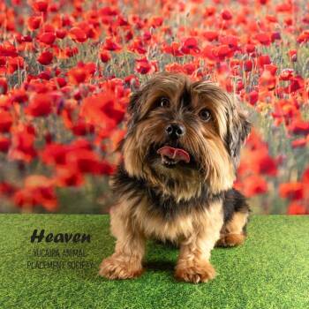 Yorkshire Terrier Dogs Available for Adoption - Heaven | PetCurious