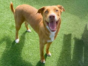 JULIO -  Labrador Retriever and Border Collie Dog for Adoption in Tustin, California - JULIO | PetCurious