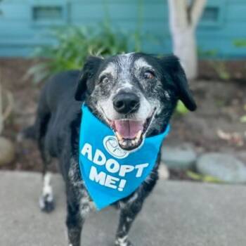 Rescue Cattle Dog Dogs for Adoption in Pacific Grove, California - Jack | PetCurious
