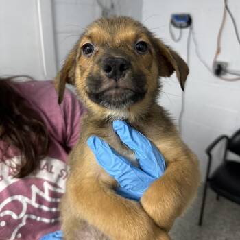 David -  Wirehaired Terrier and Shepherd Dog for Adoption in Hattiesburg, Mississippi - David | PetCurious
