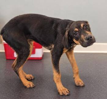 Dak -  Doberman Pinscher and Mixed Breed Dog for Adoption in West Memphis, Arkansas - Dak | PetCurious