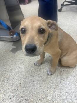 Rescue Mixed Breed Dogs for Adoption in Houston, Texas - LULU | PetCurious