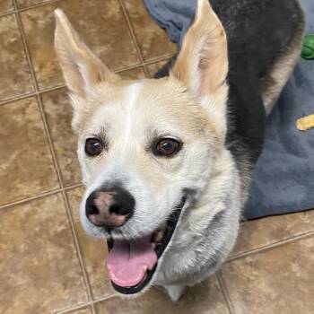 Hamlet -  Shepherd and Husky Dog for Adoption in Spencer, Indiana - Hamlet | PetCurious
