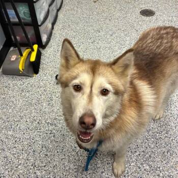 Aly -  Husky Dog for Adoption in Birmingham, Alabama - Aly | PetCurious