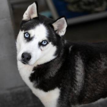 Ice (MR26-327) -  Husky Dog for Adoption in Peyton, Colorado - Ice (MR26-327) | PetCurious