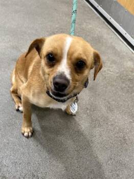 Chihuahua and Mixed Breed Dogs Available for Adoption - DELGADO | PetCurious