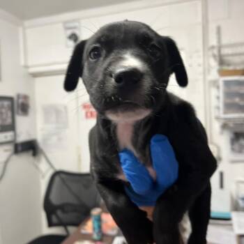 Letty Loop -  Pit Bull Terrier Dog for Adoption in Edinburg, Texas - Letty Loop | PetCurious