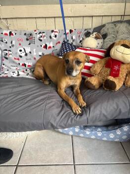 Midge -  Chihuahua and Pit Bull Terrier Dog for Adoption in Fort Worth, Texas - Midge | PetCurious
