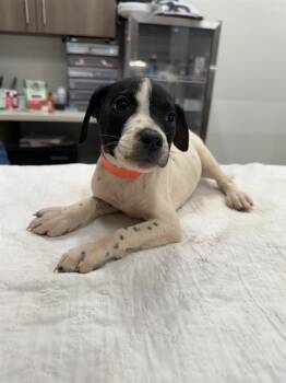 CICADA -  Pit Bull Terrier and Mixed Breed Dog for Adoption in Baytown, Texas - CICADA | PetCurious