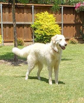 Keira -  Great Pyrenees Dog for Adoption in Garland, Texas - Keira | PetCurious