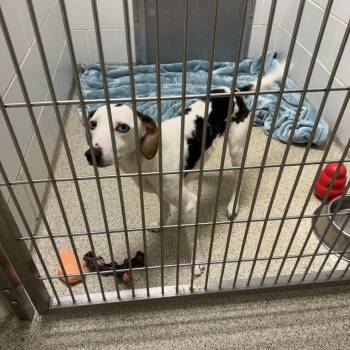 Miss Kay -  Mixed Breed Dog for Adoption in Gloucester, Virginia - Miss Kay | PetCurious