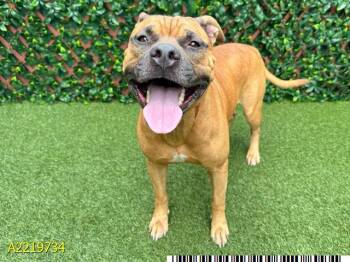 Rescue Mixed Breed Dogs for Adoption in West Palm Beach, Florida - OSAMA | PetCurious