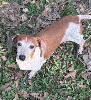 Dachshund Dogs Available for Adoption in Pearland, Texas - Putter | PetCurious