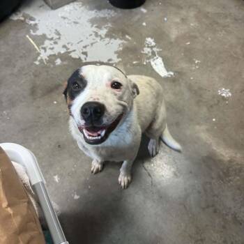 Emmy -  Cattle Dog and Mixed Breed Dog for Adoption in Walden, New York - Emmy | PetCurious