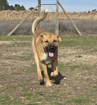 Shepherd Dogs Available for Adoption - Kiwi Vine | PetCurious