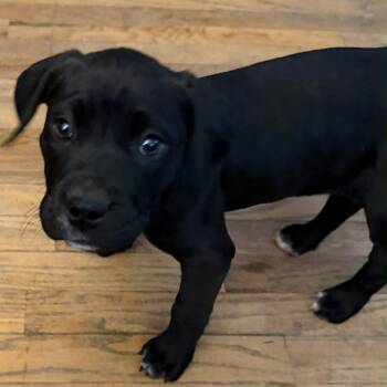 Black Labrador Retriever and Mixed Breed Dogs Available for Adoption - Jade | PetCurious