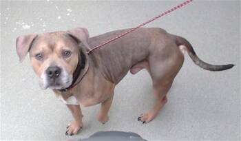 ASHER -  Boxer and Mixed Breed Dog for Adoption in Omaha, Nebraska - ASHER | PetCurious