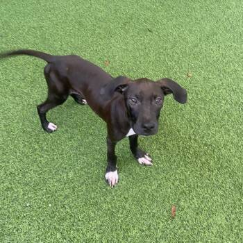 Murphy 9437 -  Black Labrador Retriever and Mixed Breed Dog for Adoption in Loxahatchee Groves, Florida - Murphy 9437 | PetCurious