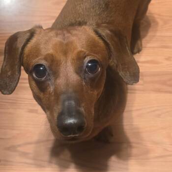 Archie (bonded to Frankie) -  Dachshund Dog for Adoption in Sandy, Utah - Archie (bonded To Frankie) | PetCurious