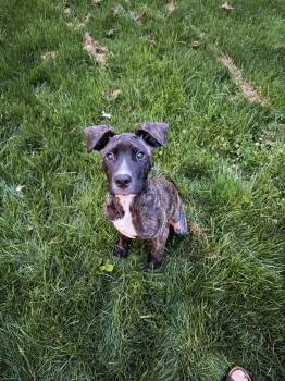Buddy -  American Staffordshire Terrier Dog for Adoption in Vancouver, Washington - Buddy | PetCurious