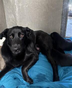 Labrador Retriever and Mixed Breed Dogs Available for Adoption - APPLE | PetCurious