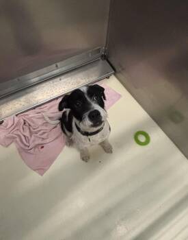 Secretariat -  Schnauzer and Terrier Dog for Adoption in Kalamazoo, Michigan - Secretariat | PetCurious