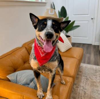 Australian Cattle Dog Blue Heeler and Cattle Dog Dogs Available for Adoption in Friendswood, Texas - Cash Bluey The Heelin Good Time Cutie | PetCurious