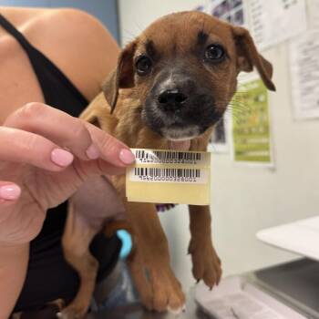 Jolene -  Mixed Breed Dog for Adoption in Charleston, West Virginia - Jolene | PetCurious
