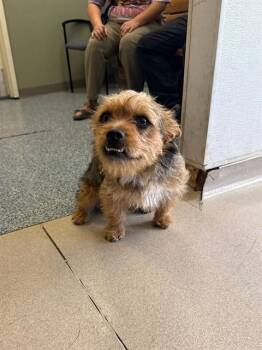 Yorkshire Terrier and Mixed Breed Dogs Available for Adoption in Long Beach, California - MADDIE | PetCurious