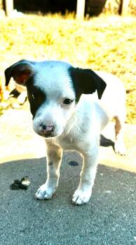 Blip -  Chihuahua Dog for Adoption in Eugene, Oregon - Blip | PetCurious