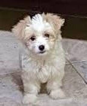 Lilo #552 -  Maltese Dog for Adoption in Placentia, California - Lilo #552 | PetCurious