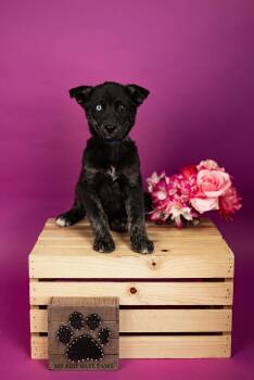 Husky Dogs Available for Adoption - 143-26 | PetCurious