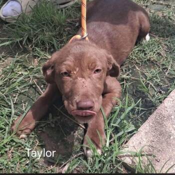 Taylor -  Labrador Retriever Dog for Adoption in Otisfield, Maine - Taylor | PetCurious