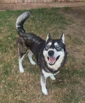Rescue Siberian Husky Dogs for Adoption in Plano, Texas - Rocket A214452 | PetCurious