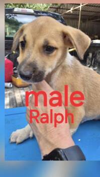 Ralph -  Shepherd Dog for Adoption in Manchester, Connecticut - Ralph | PetCurious