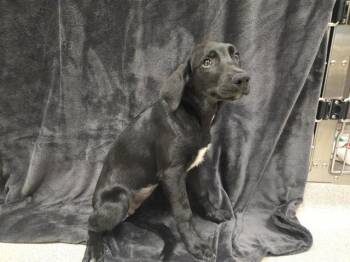 Rescue German Shepherd Dog Dogs for Adoption in Auburn, California - YOSHINOBU | PetCurious