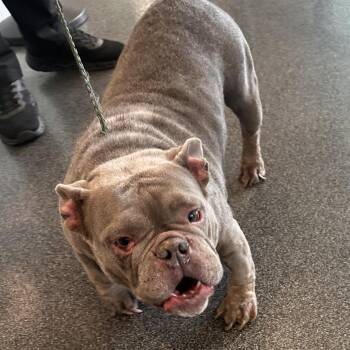 Mixed Breed Dogs Available for Adoption in Allentown, Pennsylvania - Buffy | PetCurious